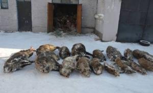 因嘴馋想吃野味，内蒙古四人下农药毒死31头野猪被刑拘