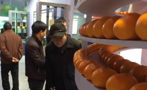 上海果农花十年试种柑橘高级品种，单个卖十几元可抵一斤褚橙