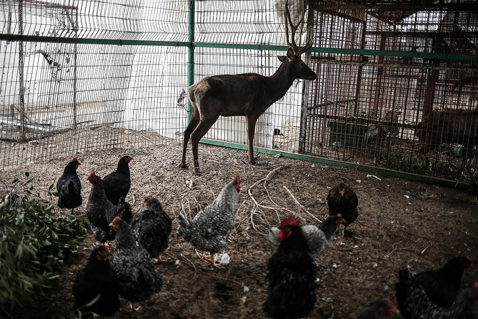 5.当地时间2016年12月26日，加沙地带拉法市，一只鹿被鸡群围绕。这座加沙地带唯一的动物园在17年前建立，如今由于以色列对当地实施封锁陷入经济窘境，面临关门境地。