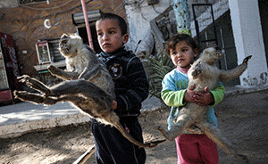 直击｜加沙唯一动物园因贫面临关闭，动物干尸成为孩童玩具