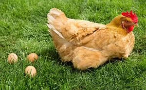 专家谈人感染H7N9防控：别与活禽接触，禽蛋必须煮熟