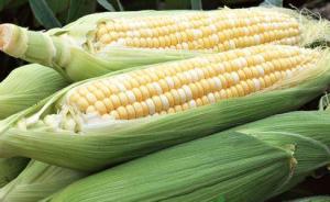 转基因作物种植国有望再添一例：古巴拟大规模推广转基因玉米