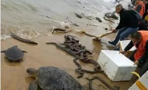 视频｜海口海滩现违规放生：焚香诵经后，留下死亡蟒蛇、海鳗