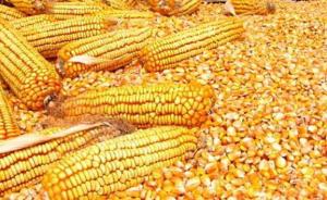 内蒙古农民王力军收购玉米被判非法经营罪一案进入再审程序