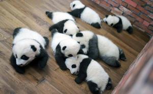 直播录像丨九只大熊猫幼仔在四川碧峰峡集体向全国人民拜年