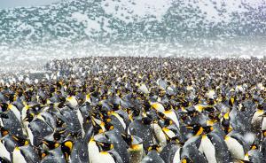 25万只帝企鹅齐聚南极海滩，退休工程师记录下震撼场面