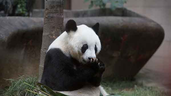 “盼盼”原型熊猫巴斯将迎37岁生日