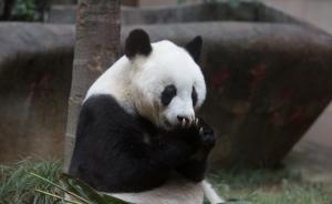 “盼盼”原型熊猫巴斯将迎37岁生日