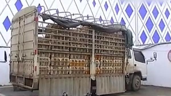 三千只未检疫活鸭偷运入海南被截获