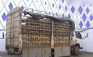 三千只未检疫活鸭偷运入海南被截获