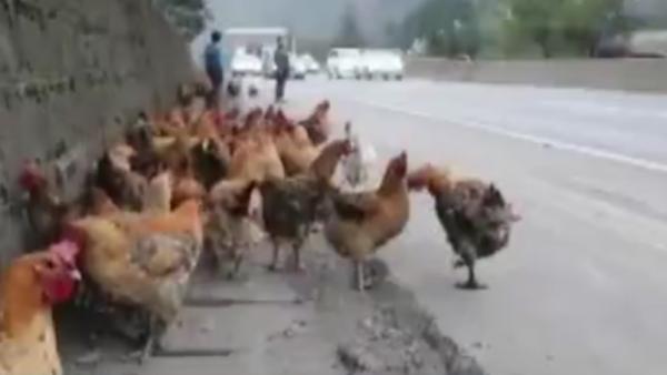 货车高速路侧翻起火，上百只鸡秒变烧鸡