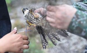 上海政协提案委员会收到708件提案，野生鸟类保护受关注