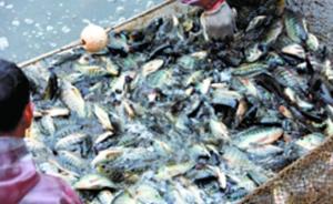 华南理工大学捕捞数千斤湖鱼免费给师生吃：冬季鱼易缺氧而死