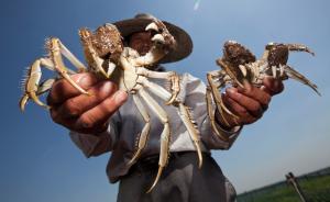 螃蟹“小鲜肉”六月黄惜售，今年大闸蟹或错过中秋节上市