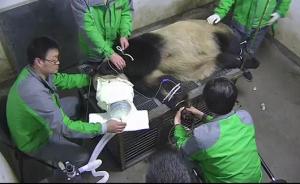 上海野生动物园：熊猫母女死于不同疾病，延迟公布是为找病因