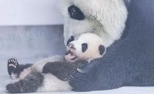 上海大熊猫母女重病身亡引发疑问：圈养之路该如何走