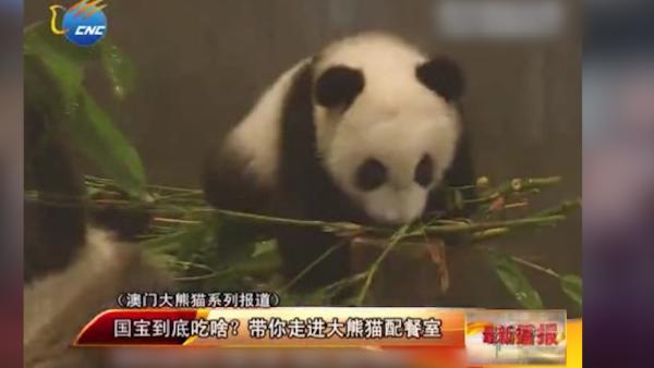 国宝到底吃啥？空运鲜竹加“豪华配餐”