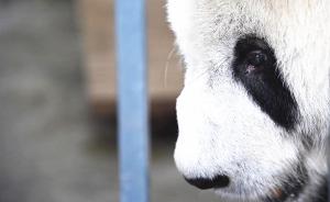 专家质疑研究基地外迁，国家林业局：北上广有能力繁育大熊猫