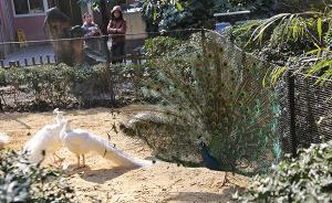 上海动物园鸡年生肖文化节年初一开幕，还将开展趣味科普展