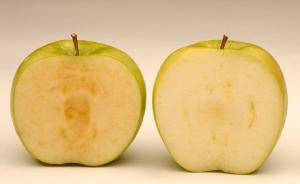 转基因苹果今年2月要在美国上市，解决苹果“生锈”问题