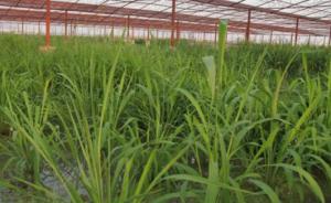 首批农业转基因试验基地公布，华中农大水稻南繁基地等入选