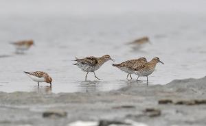 河北：“候鸟迁徙咽喉”滦南湿地停止填海，将被规划为保护区