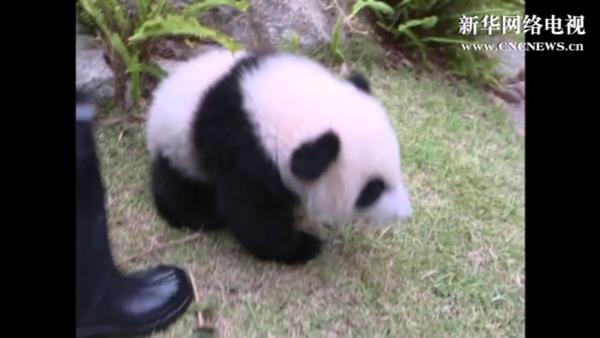 大熊猫宝宝也早教：学吃竹子