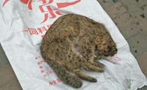 天津一农贸市场内商贩自称卖豹猫