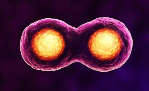 人猪嵌合体胚胎培育成功：人类干细胞注入猪胚胎，伦理争议大