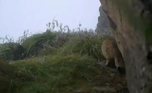 视频｜极危物种荒漠猫现四川雪宝顶，系该自然保护区首次发现