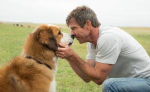 北美票房丨《一条狗的使命》上榜眼，麦康纳新片票房惨淡
