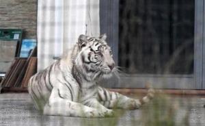 外媒：意大利一白老虎从马戏团遛出“逛街”，已被捉回