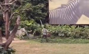 广州长隆动物园回应斑马伤人视频：发生在去年，员工受轻伤