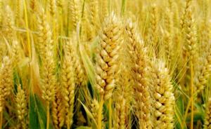 英国批准新型转基因小麦种植试验，研究团队称希望增产15%