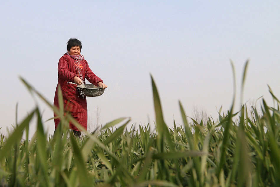 3.2017年2月3日，河南省焦作市，温县黄河街道张王庄村农民在麦田里施肥、浇灌返青水。