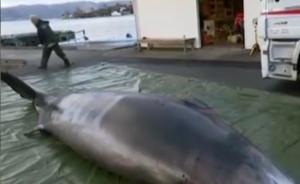 鲸鱼主动搁浅自杀，体内现30个塑料袋