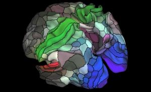 在人工智能帮助下，人类画出了迄今最全面最精准的大脑图谱 