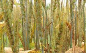 小麦疫情重创意大利面，联合国粮农组织预警：或在欧非亚扩散