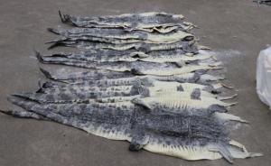 广西海警查获1609张涉嫌走私鳄鱼皮，500余公斤鳄鱼肉