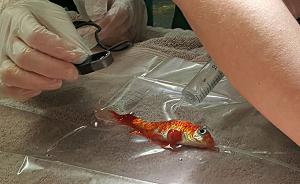 趣看｜一条20岁的金鱼，最近经历了一场去除肿瘤的手术
