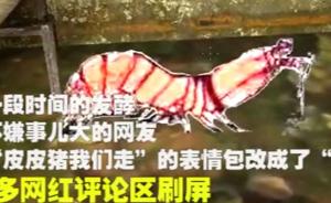 最近很火的“皮皮虾我们走”是什么梗