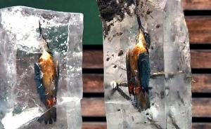 德国2只翠鸟被冻成“冰雕”，疑入水捕鱼时发生意外