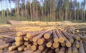 内蒙古去年进口俄罗斯木材1331万立方米，超西湖蓄水量