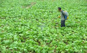 黑龙江：2020年蔬菜种植面积翻番，菜农户均年收入超5万