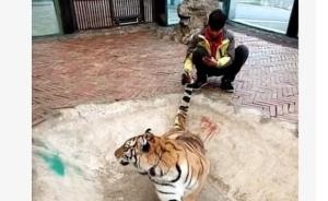 贵阳野生动物园饲养员被曝网络直播“虐虎”，相关部门调查