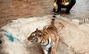 贵阳野生动物园证实：“虐虎”视频确实发生在该园内
