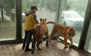 贵州森林野生动物园回应“虐虎”：为饲养员与幼虎嬉戏场景