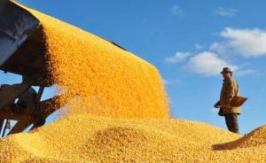 玉米去库存实质推进，吉林饲料企业收购玉米每吨补200元