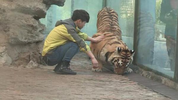 贵州被指虐虎饲养员：与老虎就像好朋友