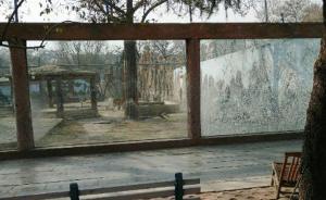 河南商丘动物园虎园玻璃墙现大面积裂纹，园方以布遮盖称安全